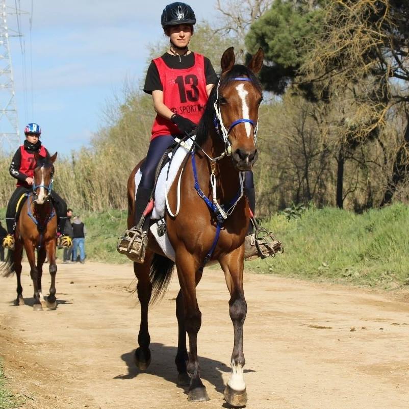 Caballos en alquiler